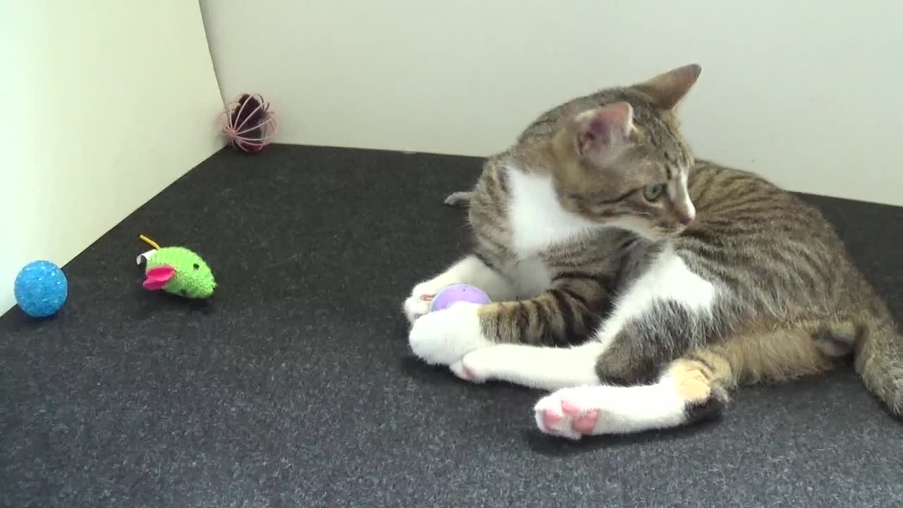Cute Little Cat Plays With His Toys