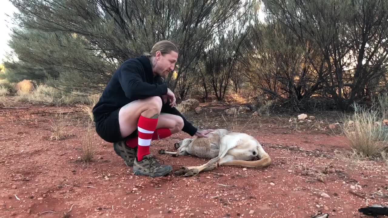 Joey Retrieved from Deceased Mother