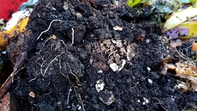 Do compost Effortlessly in a small bucket