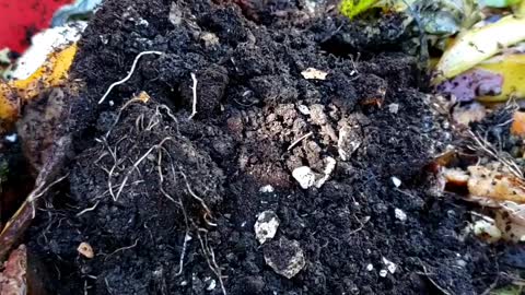 Do compost Effortlessly in a small bucket