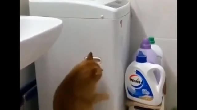 cats doing funny things||🐈🐈||cute cats