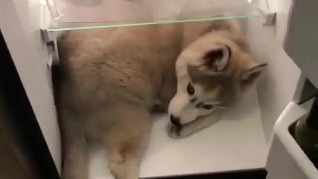 A dog hiding in the refrigerator.