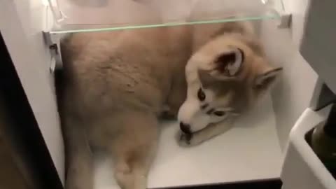 A dog hiding in the refrigerator.