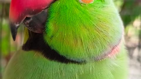 cute parrot talking all