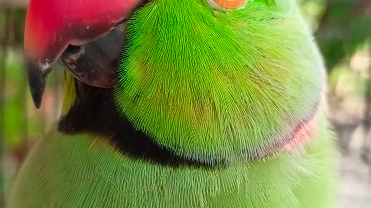 cute parrot talking all