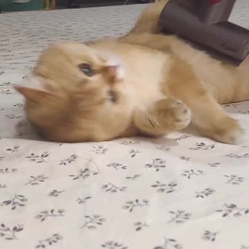 "Purrfect Harmony: When Cats and Vacuums Become Feline Friends"