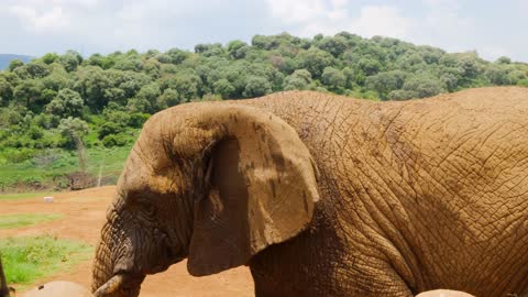 Female elephant 🐘🐘🐘🐘 Traveling