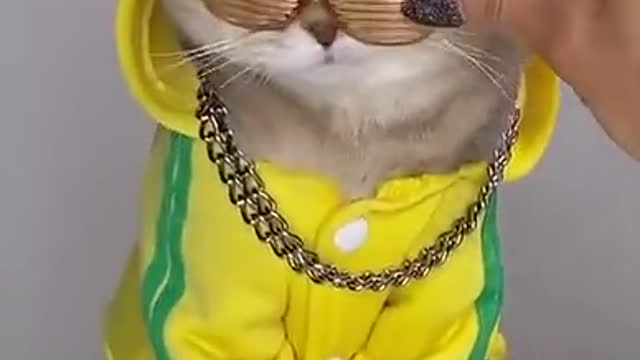 Cat Beautiful Dance With Sunglasses #short