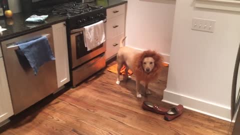 Dog is dressed as lion