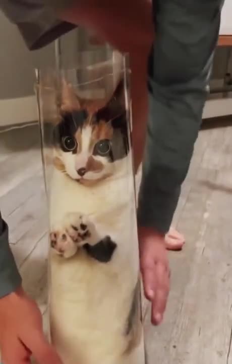 FUNNY ANIMALS VIDEOS