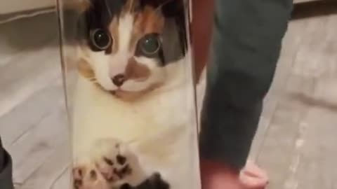FUNNY ANIMALS VIDEOS