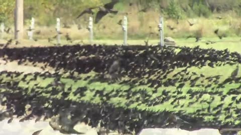 Black Birds By The Thousands Along A Kansas Road