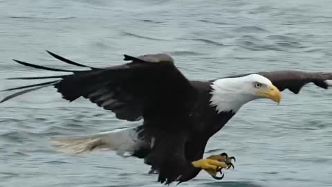 Amazing footage of an eagle soaring above the water and grabbing a fish in its talons.