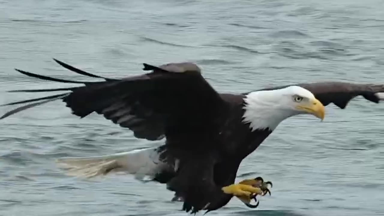 Amazing footage of an eagle soaring above the water and grabbing a fish in its talons.