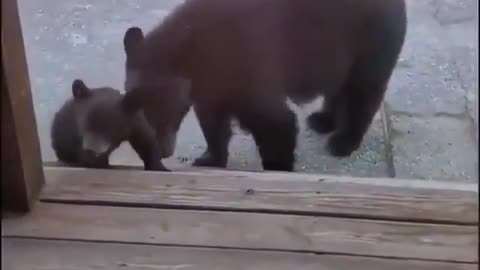 Curious bear cub and his mom