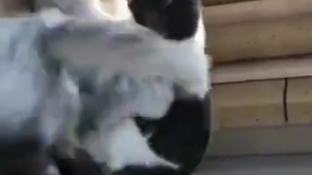 Cats Having a Pillow Fight