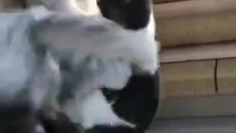 Cats Having a Pillow Fight