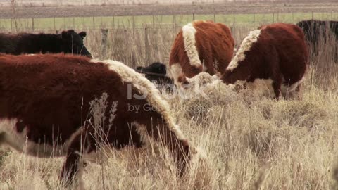 California Declares State of Emergency Over Bird Flu Outbreak