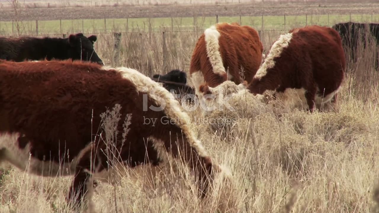 California Declares State of Emergency Over Bird Flu Outbreak