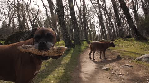 Extreme Dogs Trained & Disciplined #shorts