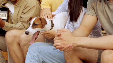 Group Of Friends Stroking Dog And Playing Guitar While Having Fun Outdoors