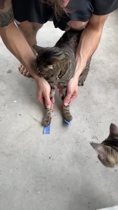 🅣🅞🅟 🅕🅤🅝🅝🅨 🅒🅐🅣🅢 🅥🅘🅡🅐🅛 🅥🅘🅓🅔🅞 🐈🐈