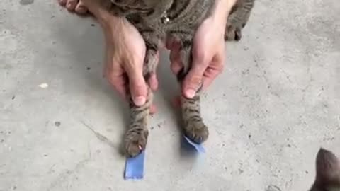 🅣🅞🅟 🅕🅤🅝🅝🅨 🅒🅐🅣🅢 🅥🅘🅡🅐🅛 🅥🅘🅓🅔🅞 🐈🐈