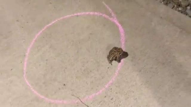 Frog won't leave the circle 🐸