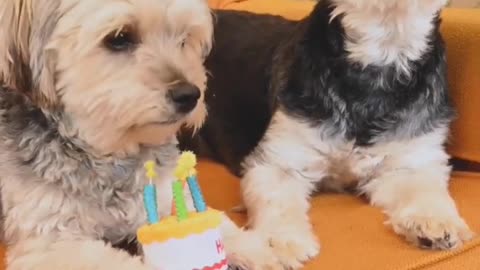 Adorable Puppy Pictures That Will Make You Melt