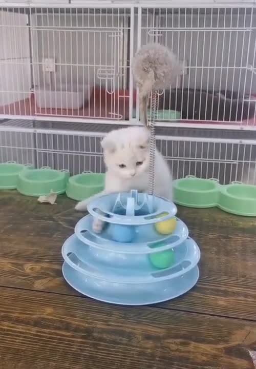 baby baby baby cute cat