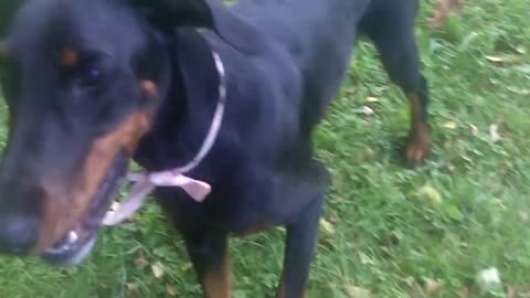 DOG PLAY DATE IN THE PARK #DOGLIFE