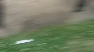 Huge bumblebee