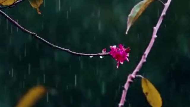 FEEL THE RAIN