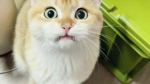Funny video