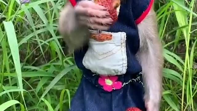 adorable pet monkey love