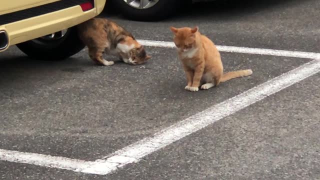 A couple of cats who like yellow cars