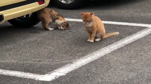 A couple of cats who like yellow cars