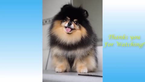 Cute pet compilation video 2020