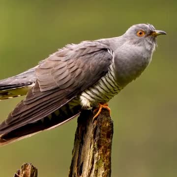 The cuckoo flies to the mountain village as usual