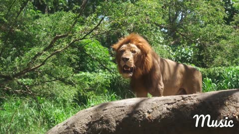 Video from near the lion...🦁🦁