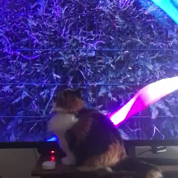 Just loves her videos