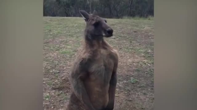 Kangaroo trying to break the window to enter people's home!