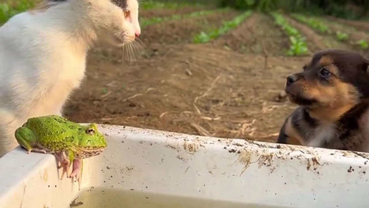 Cute Dog And Cat