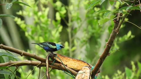 blue-tit-bottles-bird-yellow