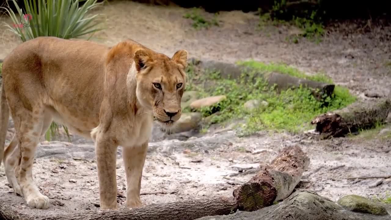 Lioness Sees Her Old Trainer After Years Of Being Apart, Her Reaction Is Incredible