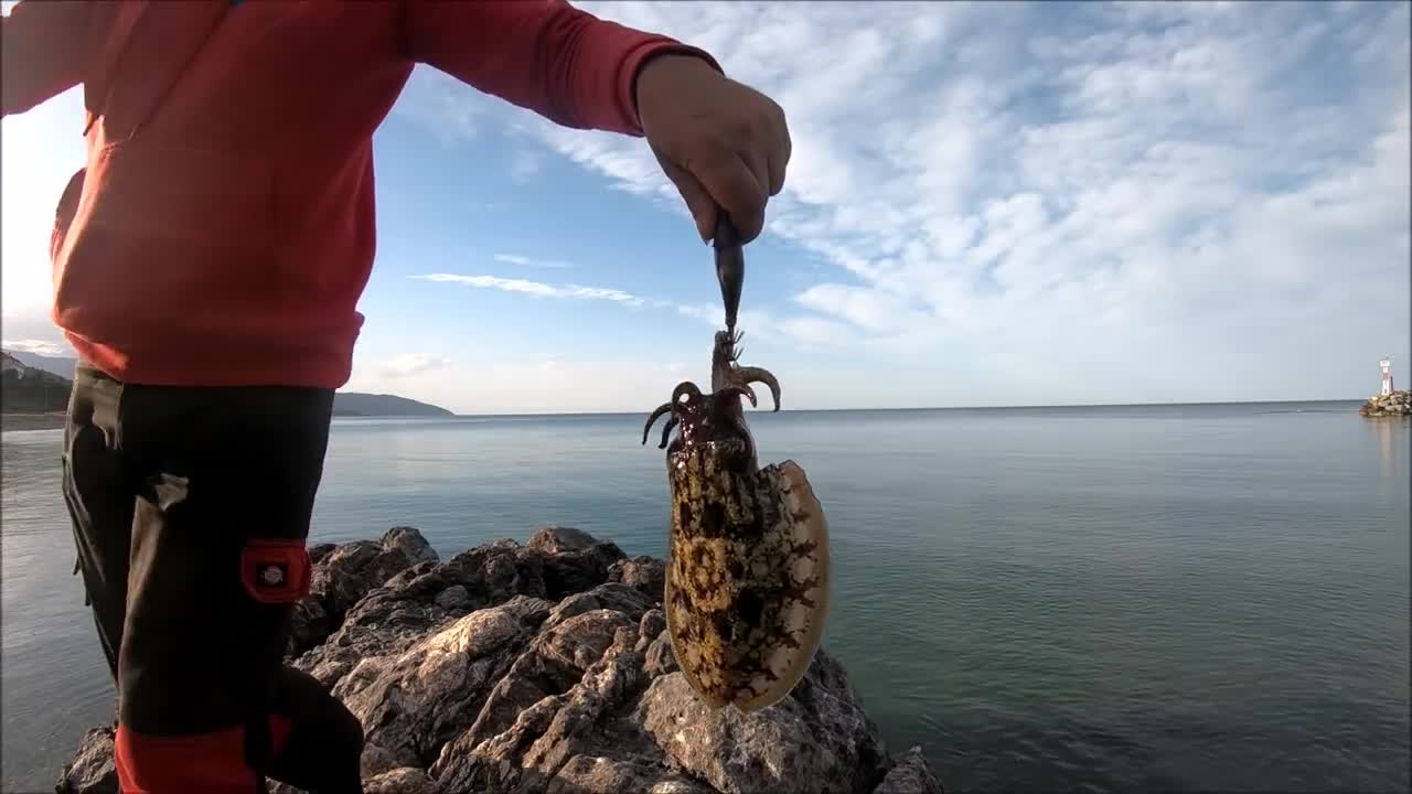 Τεχνική eging για ψάρεμα σουπιάς με καλάμι lrf