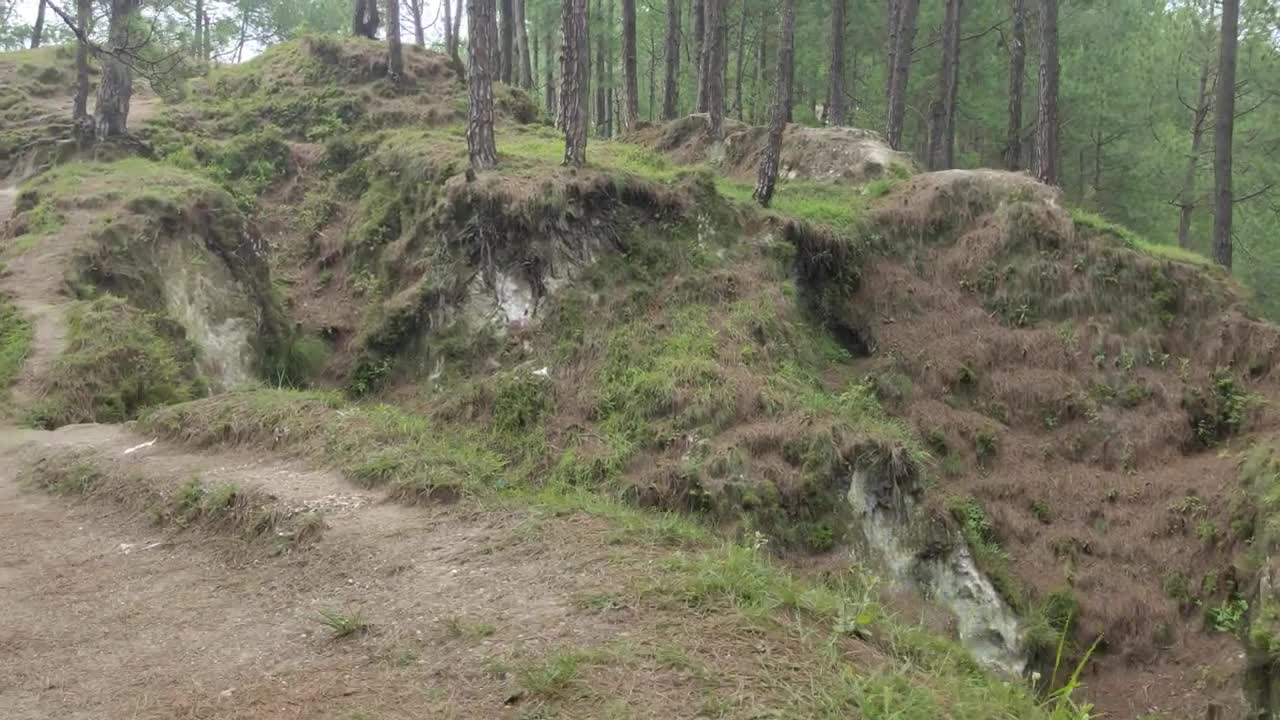Jagdol jungle .
