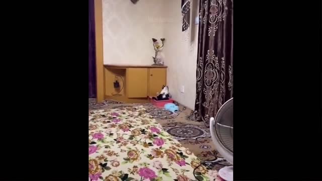 📹 Funniest Animals #laugh #video