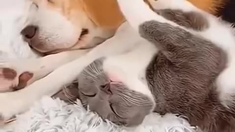 Cats and Dogs Story 3