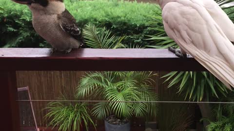 Kookaburra Ignores Noisy Neighbor